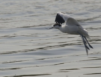 avocette en vol
